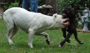 Dogs Playing